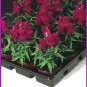 Snapdragon Montego Violet 500 seeds