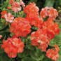 Geranium Pinto Premium Salmon Splash 100 seeds
