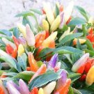 Pepper Ornamental Numex Easter 100 seeds
