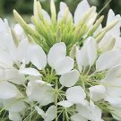 Cleome Sparkler 2.0 White 100 seeds