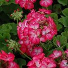 Geranium Pinto Premium Rose Bicolor 100 seeds