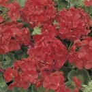 Geranium Multibloom Red 100 seeds Geranium Multibloom Red 100 seeds