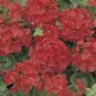 Geranium Multibloom Red 100 seeds