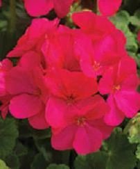 Geranium Multibloom Violet 100 seeds