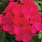 Geranium Multibloom Violet 100 seeds