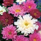 Cosmos Double Click Mix 100 seeds Cosmos Double Click Mix 100 seeds
