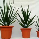 Dracaena Draco 100 seeds Dracaena Draco 100 seeds