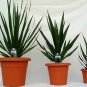 Dracaena Draco 100 seeds