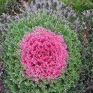 Flowering Kale Glamour Red 100 seeds Flowering Kale Glamour Red 100 seeds