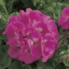 Geranium Maverick Pink 100 seeds Geranium Maverick Pink 100 seeds