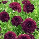 Cosmos Double Click Cranberries 100 seeds Cosmos Double Click Cranberries 100 seeds