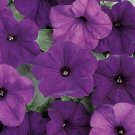 Petunia Easy Wave Blue 100 seeds