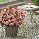 Begonia Big Pink-Green Leaf 100 seeds