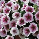 Petunia Opera Supreme Raspberry Ice 100 seeds