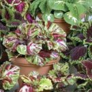 Coleus Assortment (2000 sds) 2,000 seeds