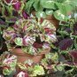 Coleus Assortment (2000 sds) 2,000 seeds