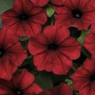 Petunia Tidal Wave Velour Red 100 seeds Petunia Tidal Wave Velour Red 100 seeds