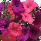 Petunia Easy Wave Opposites Attract 100 seeds Petunia Easy Wave Opposites Attract 100 seeds