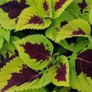 Coleus Kong Lime Sprite 100 seeds Coleus Kong Lime Sprite 100 seeds