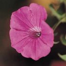 Petunia Tidal Wave Hot Pink 100 seeds