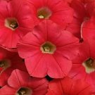 Petunia Shock Wave Coral Crush 100 seeds Petunia Shock Wave Coral Crush 100 seeds