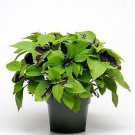 Coleus Sun Chocolate Splash 100 seeds Coleus Sun Chocolate Splash 100 seeds