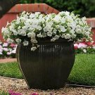 Petunia Shock Wave Coconut 100 seeds Petunia Shock Wave Coconut 100 seeds