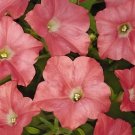 Petunia Easy Wave Coral Reef 100 seeds
