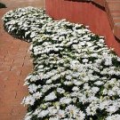 Osteospermum Akila Daisy White 100 seeds