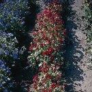 Viola cornuta Arkwright Ruby 500 seeds Viola cornuta Arkwright Ruby 500 seeds
