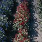 Viola cornuta Arkwright Ruby 500 seeds
