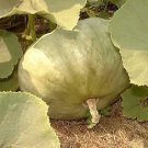 Squash Winter Sweet Meat 250 seeds Squash Winter Sweet Meat 250 seeds
