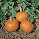 Pumpkin Wee Be Little 100 seeds Pumpkin Wee Be Little 100 seeds