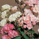 Rosa chinensis Angel Wings 100 seeds
