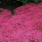 Thyme Magic Carpet Thymus serphyllum 250 seeds Thyme Magic Carpet Thymus serphyllum 250 seeds