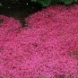 Thyme Magic Carpet Thymus serphyllum 250 seeds