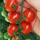 Tomato Tiny Tim 250 seeds Tomato Tiny Tim 250 seeds