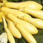 Squash Summer Multipik 250 seeds
