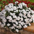 Vinca CoraCascade XDR Polka Dot 100 seeds Vinca CoraCascade XDR Polka Dot 100 seeds