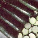 Squash Summer Zucchini Seneca 100 seeds