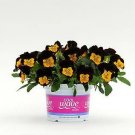 Pansy Cool Wave Sunshine and Wine 100 seeds Pansy Cool Wave Sunshine and Wine 100 seeds