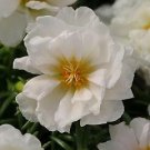 Portulaca Happy Hour Coconut 1,000 seeds