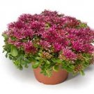 Sedum spurium Solarity 500 seeds Sedum spurium Solarity 500 seeds