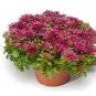 Sedum spurium Solarity 500 seeds