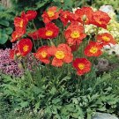 Papaver nudicale Solar Flare Orange 500 seeds Papaver nudicale Solar Flare Orange 500 seeds