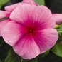 Vinca Cora XDR Strawberry Deep 100 seeds