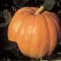 Pumpkin Big Max 250 seeds