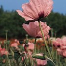 Papaver orientalis Carneum 250 seeds