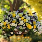 Pansy Cool Wave Mix 100 seeds Pansy Cool Wave Mix 100 seeds