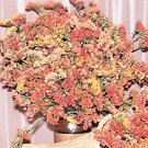 Statice Sunset Mix 500 seeds